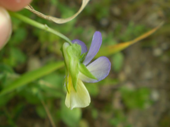 Viola tricolor