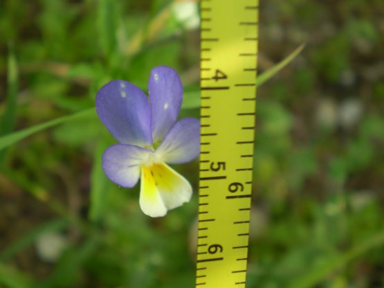 Viola tricolor