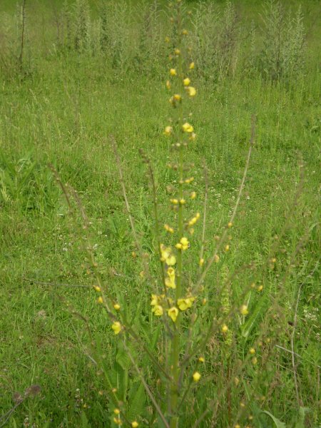Verbascum blattaria