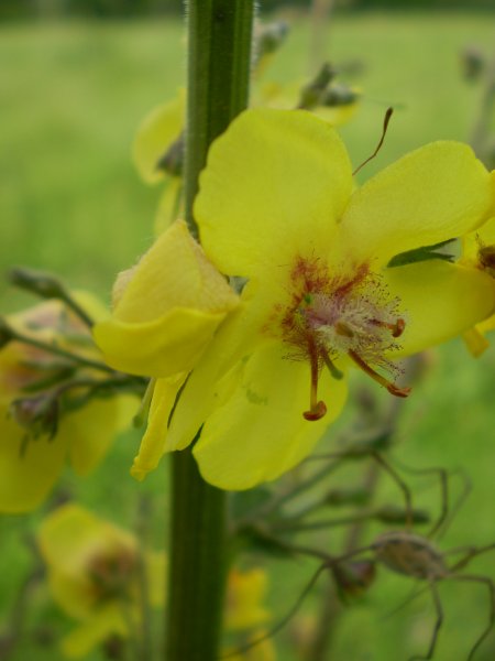 Verbascum blattaria