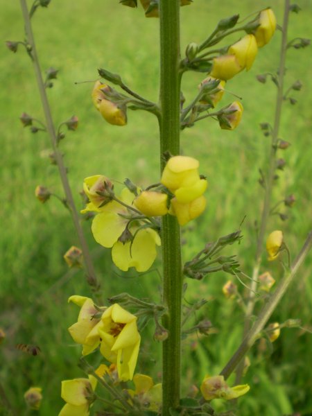 Verbascum blattaria