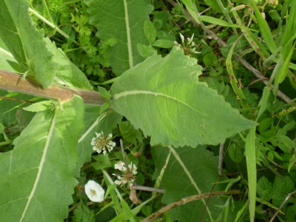 Verbascum blattaria