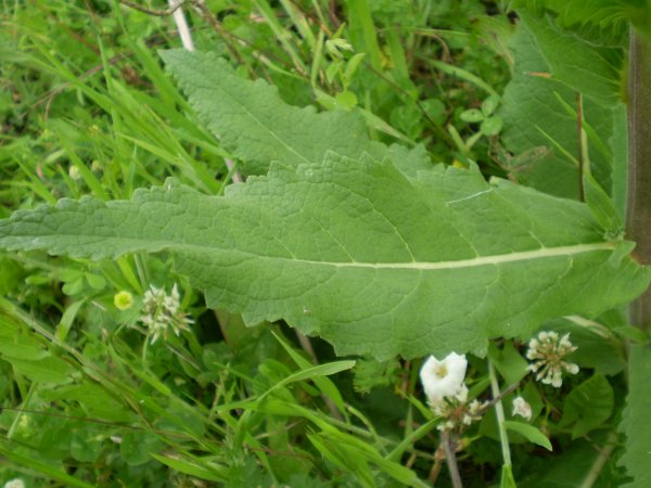 Verbascum blattaria