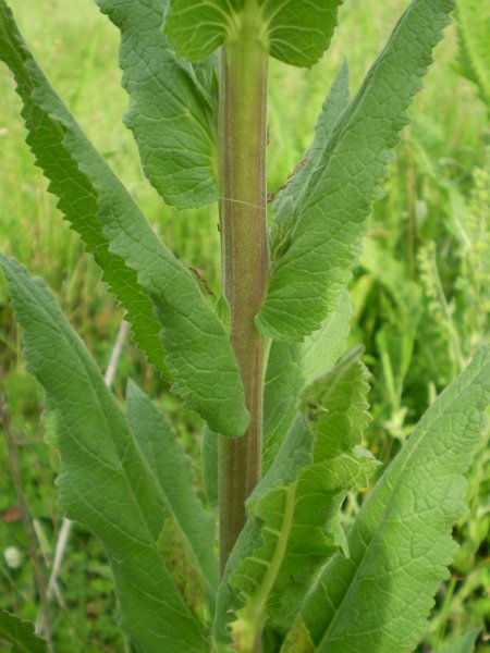 Verbascum blattaria
