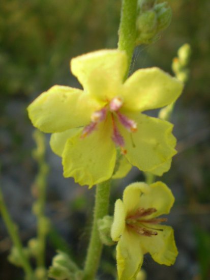 Verbascum sinuatum
