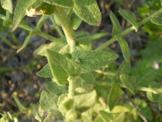 Verbascum sinuatum