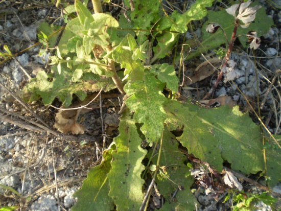 Verbascum sinuatum