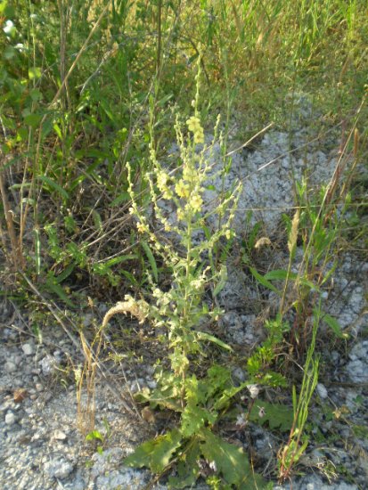Verbascum sinuatum