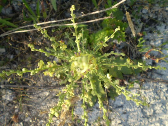 Verbascum sinuatum