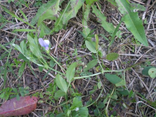 Vicia bithynica
