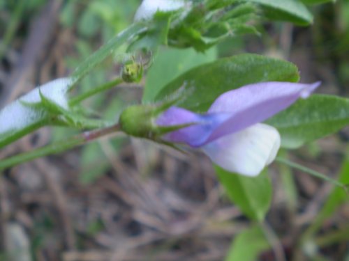 Vicia bithynica