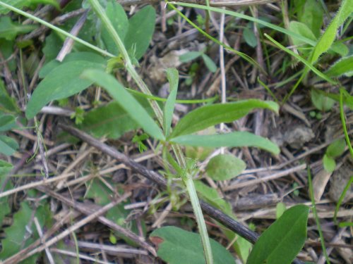 Vicia bithynica