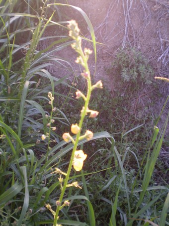 Verbascum blattaria