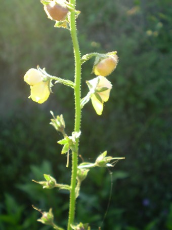 Verbascum blattaria