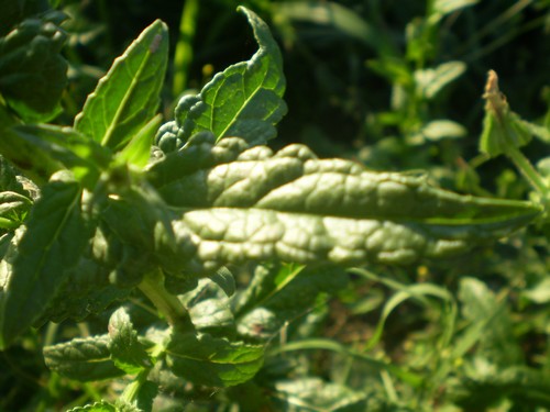 Verbascum blattaria