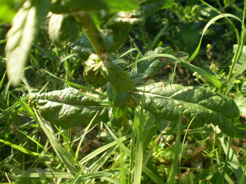 Verbascum blattaria