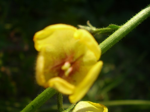 Verbascum blattaria