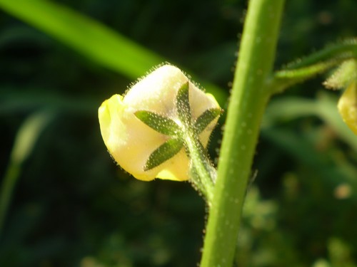 Verbascum blattaria