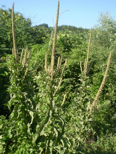 Verbascum thapsus / Tasso-barbasso