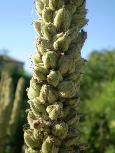 Verbascum thapsus / Tasso-barbasso