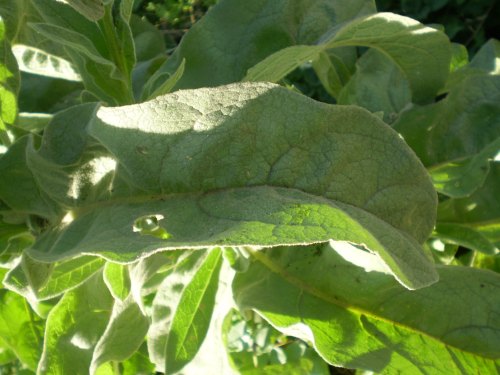 Verbascum thapsus / Tasso-barbasso