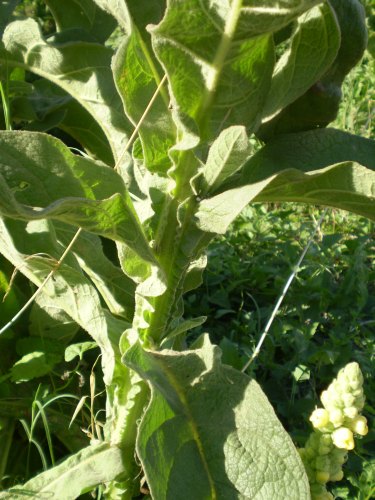 Verbascum thapsus / Tasso-barbasso