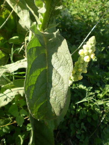Verbascum thapsus / Tasso-barbasso