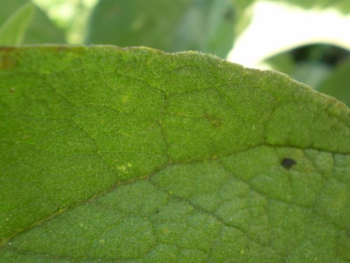 Verbascum thapsus / Tasso-barbasso