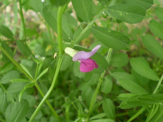 Vicia bicolore - Vicia gr. sativa