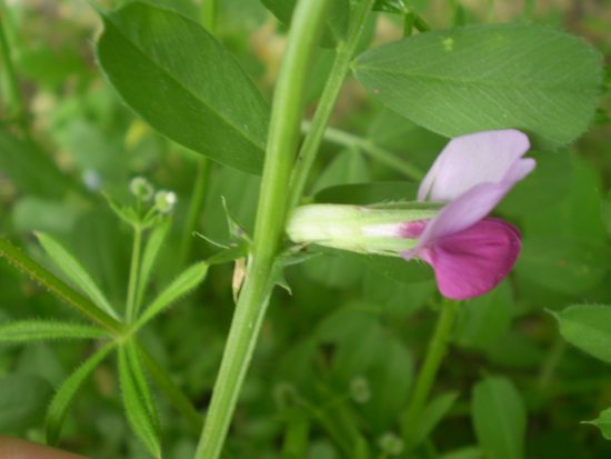 Vicia bicolore - Vicia gr. sativa