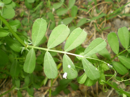 Vicia bicolore - Vicia gr. sativa