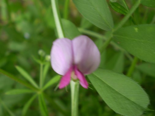 Vicia bicolore - Vicia gr. sativa