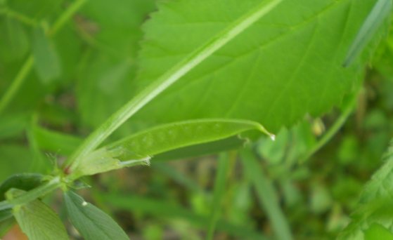 Vicia bicolore - Vicia gr. sativa