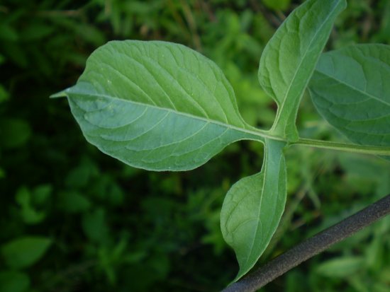 Solanum dulcamara / Morella rampicante