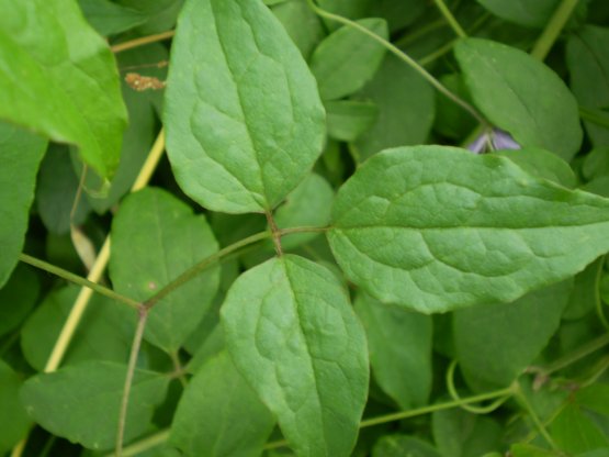 Clematis viticella