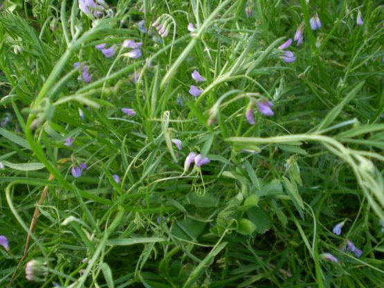 � una vicia? - Vicia cfr. pubescens