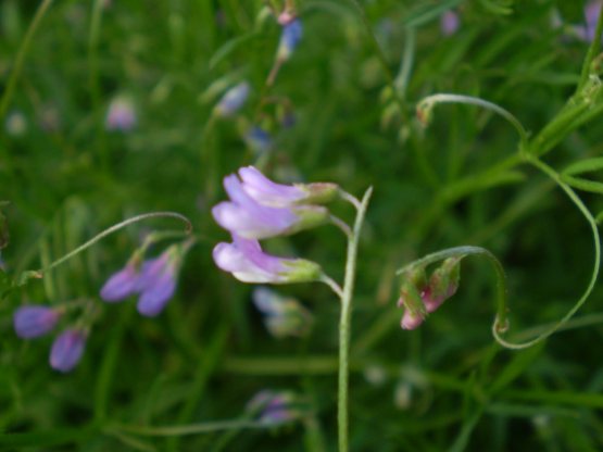 � una vicia? - Vicia cfr. pubescens
