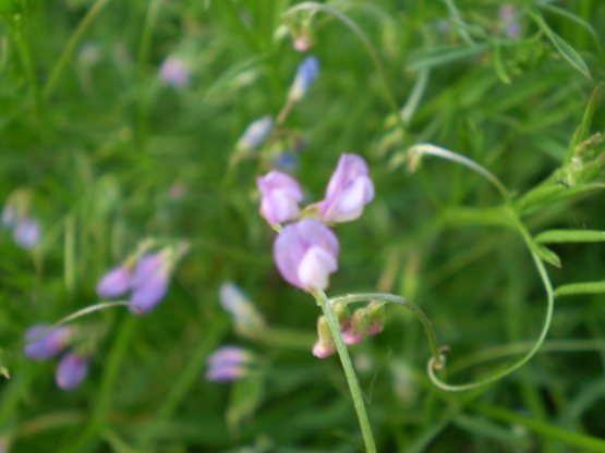 � una vicia? - Vicia cfr. pubescens