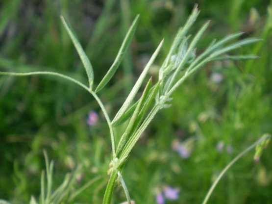 � una vicia? - Vicia cfr. pubescens