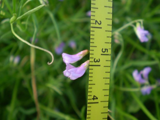 � una vicia? - Vicia cfr. pubescens