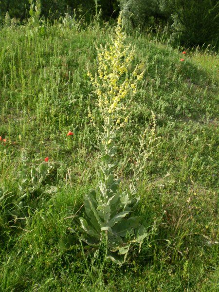 Verbascum pulverulentum
