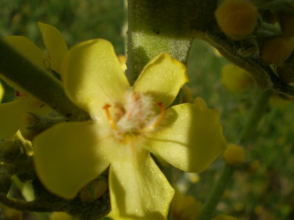 Verbascum pulverulentum
