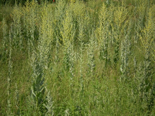 Verbascum pulverulentum