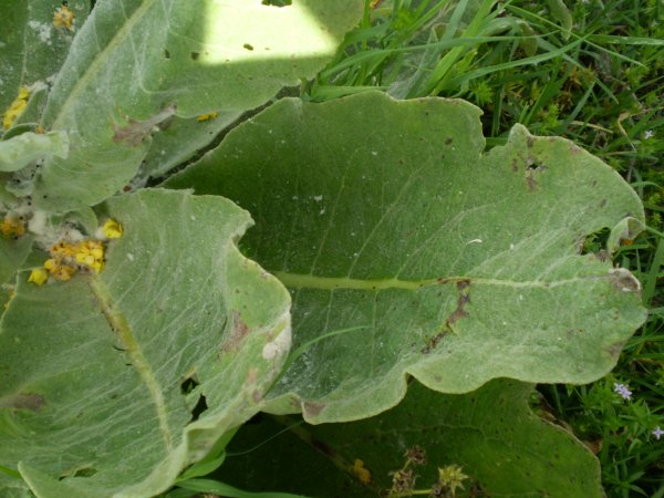 Verbascum pulverulentum