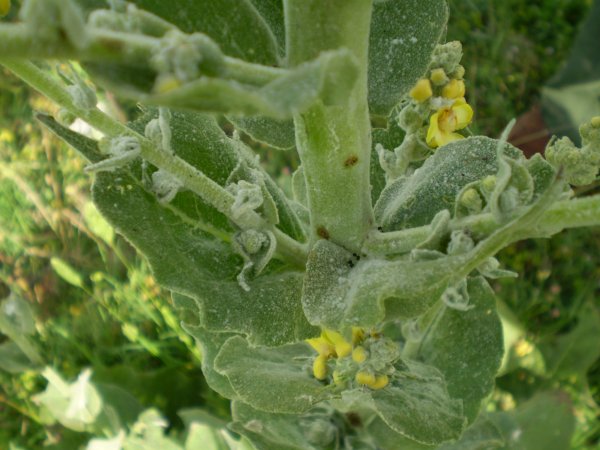 Verbascum pulverulentum