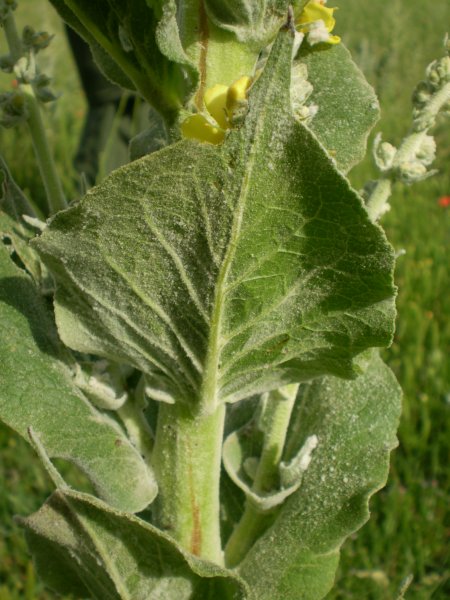 Verbascum pulverulentum