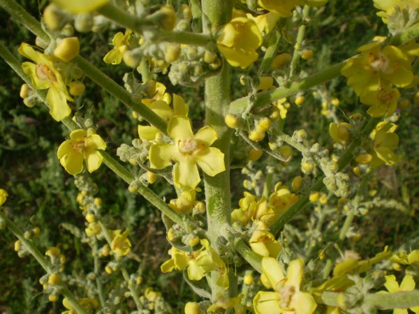 Verbascum pulverulentum