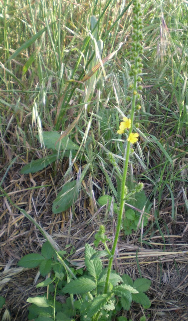 Agrimonia eupatoria / Agrimonia comune