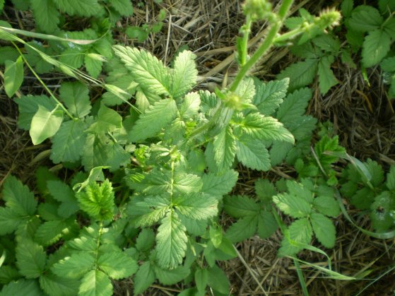 Agrimonia eupatoria / Agrimonia comune