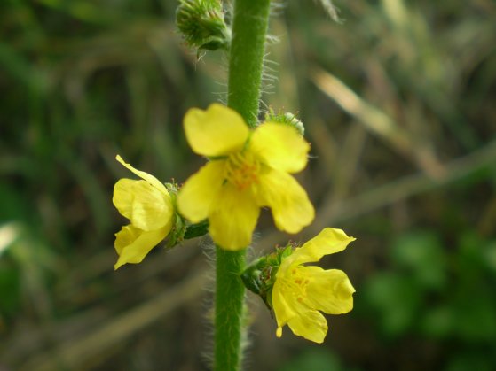 Agrimonia eupatoria / Agrimonia comune